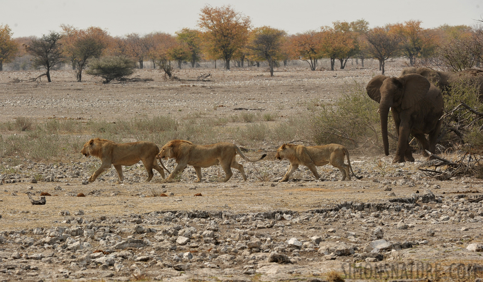 Panthera leo melanochaita [270 mm, 1/500 sec at f / 11, ISO 400]